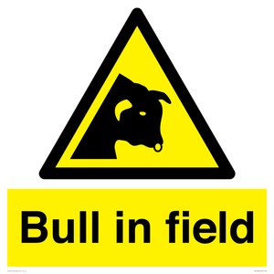 Bull in field